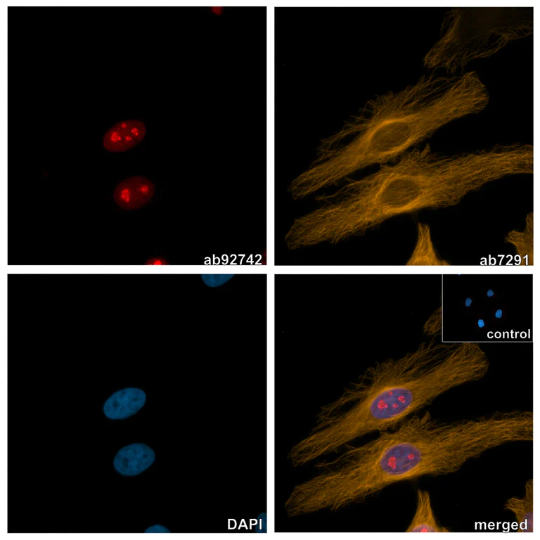 Immunocytochemistry/ Immunofluorescence - Alpaca multiclonal [10E10 / 8C10] Anti-Rabbit IgG antibody (AZdye 568) (AB325295)