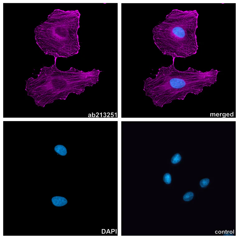 Immunocytochemistry/ Immunofluorescence - Alpaca multiclonal [2F3 / 2E5] Anti-human IgG1/IgG4 antibody (Alexa Fluor® 647) - FluoTag®-X2 (AB325308)