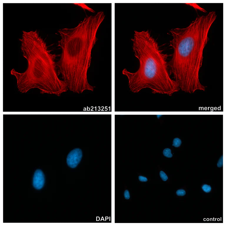 Immunocytochemistry/ Immunofluorescence - Alpaca multiclonal [2F3 / 2E5] Anti-human IgG1/IgG4 antibody (AZdye 568) - FluoTag®-X2 (AB325307)