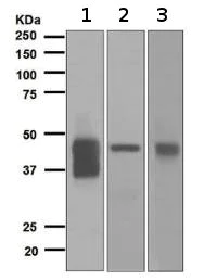Western blot - Anti-Alpha 1 Acid Glycoprotein/AGP antibody [EPR5605] - BSA and Azide free (AB248656)