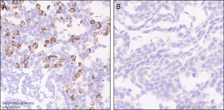 Immunohistochemistry (Formalin/PFA-fixed paraffin-embedded sections) - Anti-alpha 1 Adrenergic Receptor antibody [EPR27512-50] (AB313577)