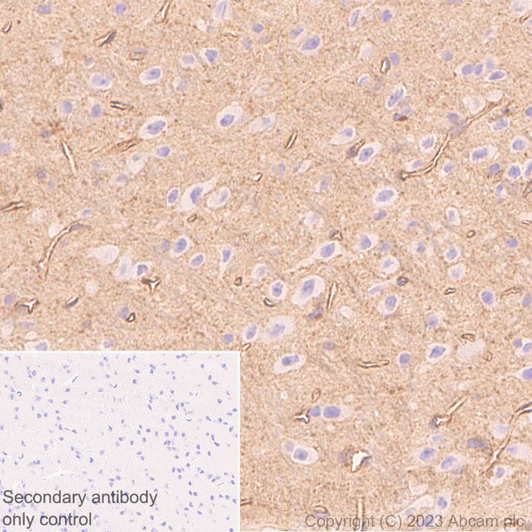 Immunohistochemistry (Formalin/PFA-fixed paraffin-embedded sections) - Anti-alpha 1 Adrenergic Receptor antibody [EPR27512-50] - BSA and Azide free (AB313578)