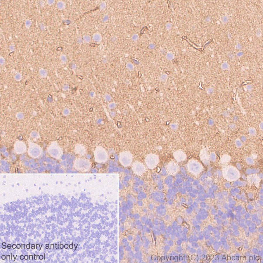 Immunohistochemistry (Formalin/PFA-fixed paraffin-embedded sections) - Anti-alpha 1 Adrenergic Receptor antibody [EPR27512-50] - BSA and Azide free (AB313578), expandable thumbnail