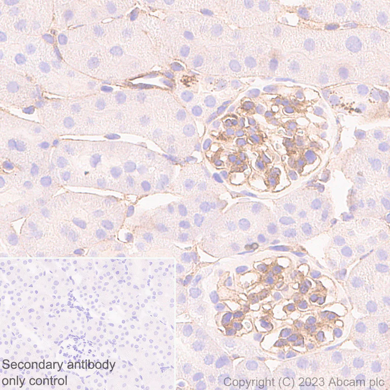 Immunohistochemistry (Formalin/PFA-fixed paraffin-embedded sections) - Anti-alpha 1 Adrenergic Receptor antibody [EPR27512-50] - BSA and Azide free (AB313578)