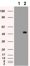 Western blot - Anti-alpha 1 Antitrypsin antibody [11G2] (AB230695)