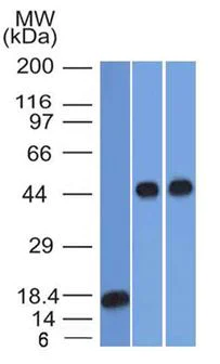 Western blot - Anti-alpha 1 Antitrypsin antibody [AAT/1378] - BSA and Azide free (AB218933)