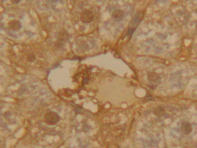 Immunohistochemistry (Formalin/PFA-fixed paraffin-embedded sections) - Anti-alpha 1 Antitrypsin antibody (AB231093)
