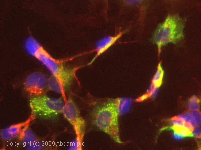 Immunocytochemistry/ Immunofluorescence - Anti-alpha 1 Antitrypsin antibody (AB9373)