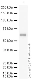 Western blot - Anti-alpha 1 Antitrypsin antibody [B9] (AB9399)