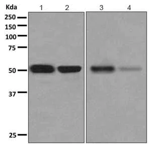 Western blot - Anti-alpha 1 Antitrypsin antibody [EPR10832(B)] - BSA and Azide free (AB249427)