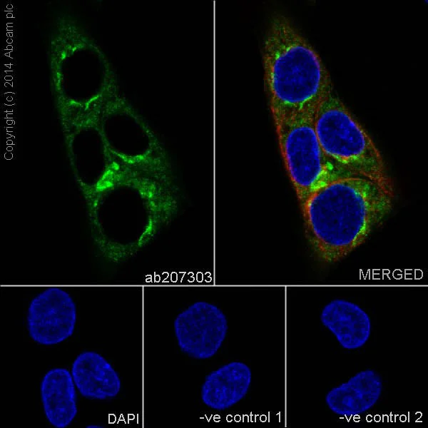 Immunocytochemistry/ Immunofluorescence - Anti-alpha 1 Antitrypsin antibody [EPR17087-50] (AB207303)