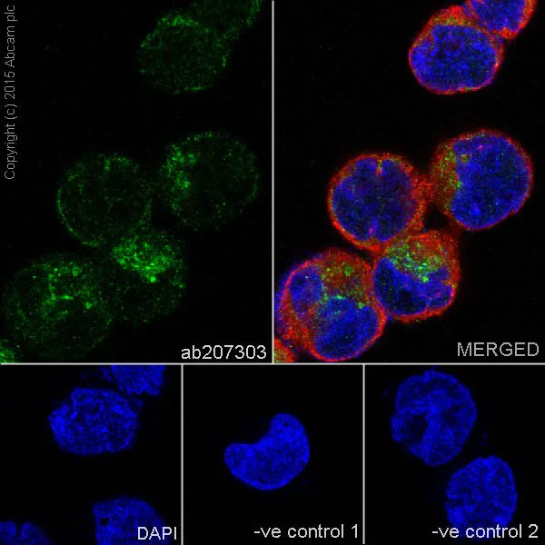 Immunocytochemistry/ Immunofluorescence - Anti-alpha 1 Antitrypsin antibody [EPR17087-50] - BSA and Azide free (AB240375)