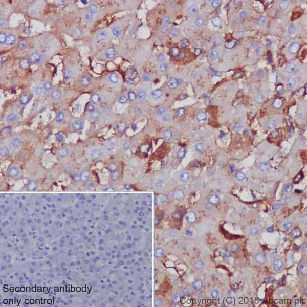 Immunohistochemistry (Formalin/PFA-fixed paraffin-embedded sections) - Anti-alpha 1 Antitrypsin antibody [EPR17087-50] - BSA and Azide free (AB240375)