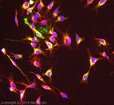 Immunocytochemistry/ Immunofluorescence - Anti-alpha 1 Antitrypsin antibody [EPR9090] - BSA and Azide free (AB249351)
