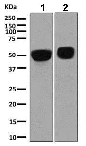 Western blot - Anti-alpha 1 Antitrypsin antibody [EPR9090] - BSA and Azide free (AB249351)