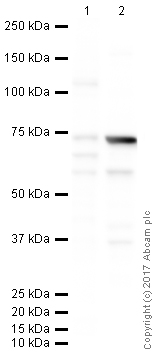 Western blot - Anti-alpha 1 Fetoprotein antibody (AB46799)