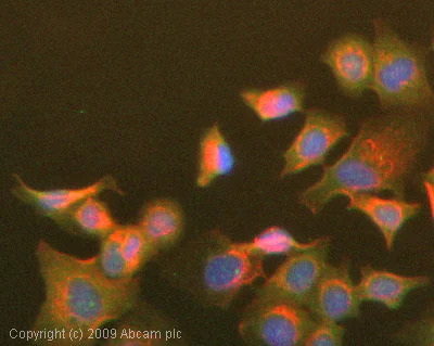 Immunocytochemistry/ Immunofluorescence - Anti-alpha 1 Fetoprotein antibody [AFP-01] (AB3980)