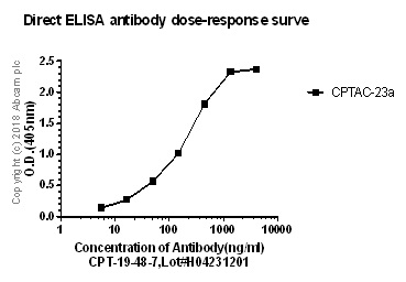 ELISA - Anti-alpha 1 Fetoprotein antibody [CPT-R19-48-7] - BSA and Azide free (AB251587), expandable thumbnail