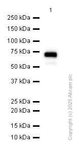 Western blot - Anti-alpha 1 Fetoprotein antibody [EP1017Y] - BSA and Azide free (AB240506)