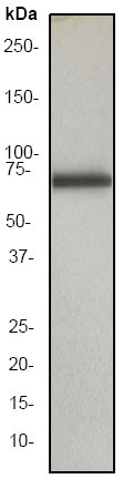 Western blot - Anti-alpha 1 Fetoprotein antibody [EP1017Y] - BSA and Azide free (AB240506), expandable thumbnail