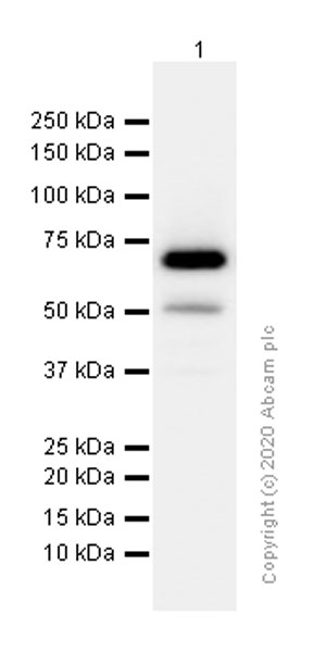 Western blot - Anti-alpha 1 Fetoprotein antibody [EPAFP61] (AB133617), expandable thumbnail