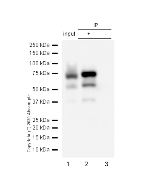 Immunoprecipitation - Anti-alpha 1 Fetoprotein antibody [EPAFP61] - BSA and Azide free (AB271896)