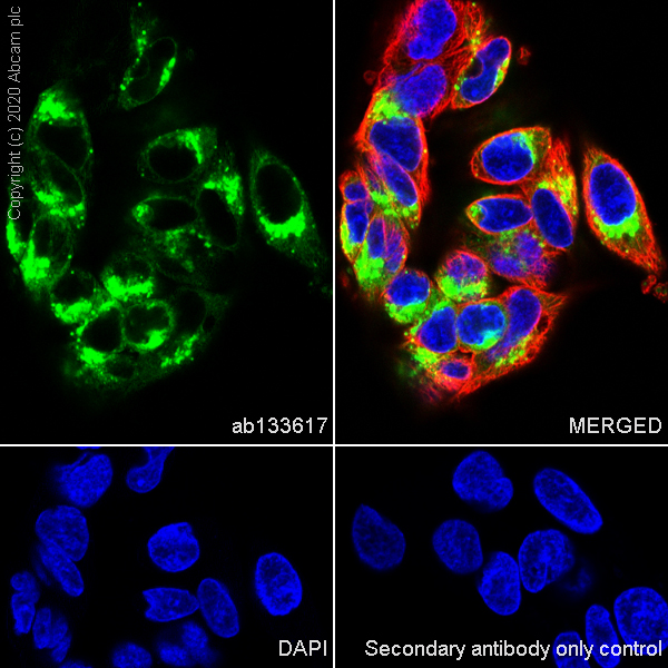 Immunocytochemistry/ Immunofluorescence - Anti-alpha 1 Fetoprotein antibody [EPAFP61] - Low endotoxin, Azide free (AB215379), expandable thumbnail