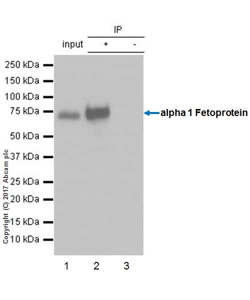 Immunoprecipitation - Anti-alpha 1 Fetoprotein antibody [EPR19240-133] (AB199054), expandable thumbnail