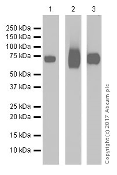 Western blot - Anti-alpha 1 Fetoprotein antibody [EPR19240-133] (AB199054), expandable thumbnail