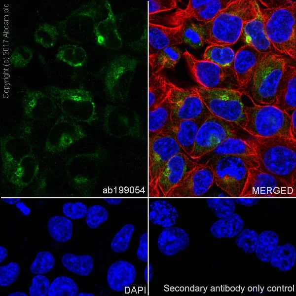 Immunocytochemistry/ Immunofluorescence - Anti-alpha 1 Fetoprotein antibody [EPR19240-133] - BSA and Azide free (AB226488)