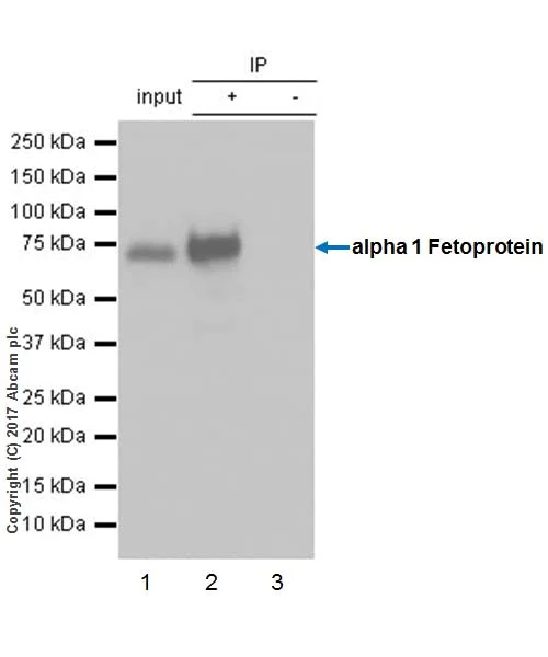 Immunoprecipitation - Anti-alpha 1 Fetoprotein antibody [EPR19240-133] - BSA and Azide free (AB226488)