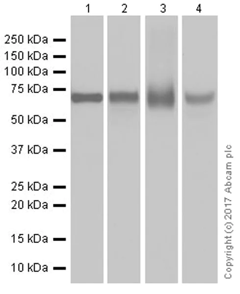 Western blot - Anti-alpha 1 Fetoprotein antibody [EPR20667] (AB213328)