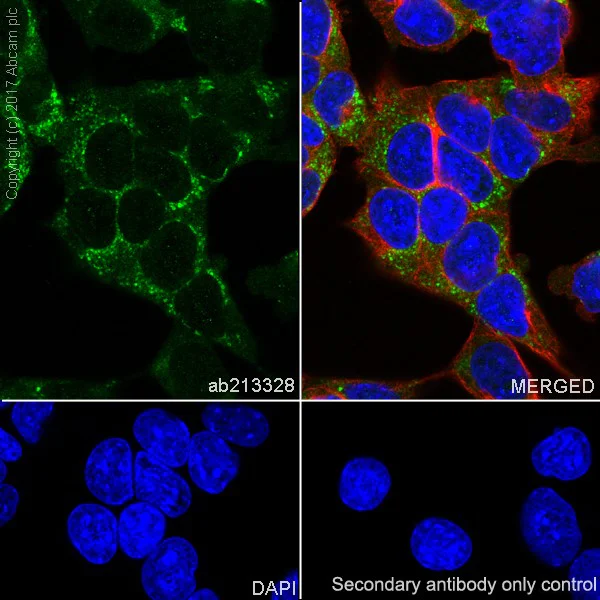 Immunocytochemistry/ Immunofluorescence - Anti-alpha 1 Fetoprotein antibody [EPR20667] - BSA and Azide free (AB238439)