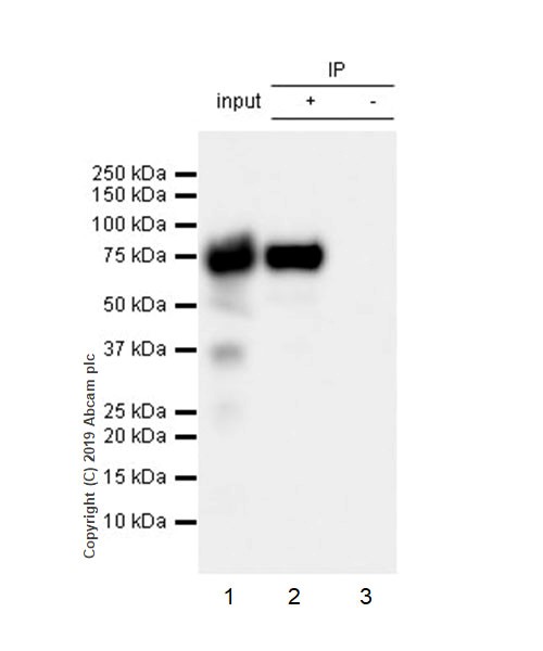 Immunoprecipitation - Anti-alpha 1 Fetoprotein antibody [EPR22560-268] (AB255813)