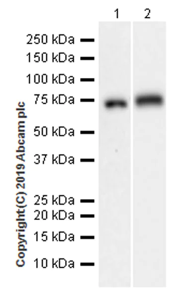 Western blot - Anti-alpha 1 Fetoprotein antibody [EPR22560-268] (AB255813)