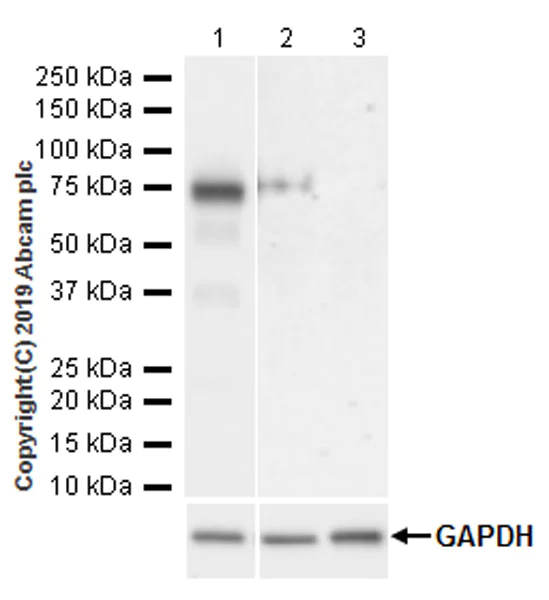 Western blot - Anti-alpha 1 Fetoprotein antibody [EPR22560-268] (AB255813)