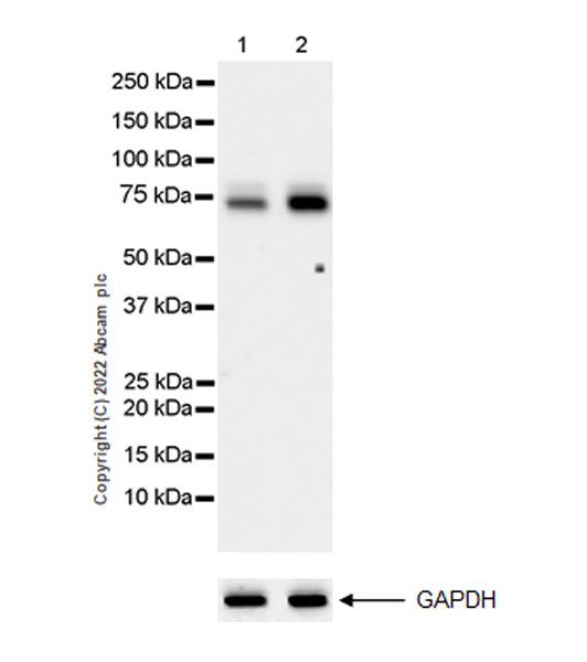 Western blot - Anti-alpha 1 Fetoprotein antibody [EPR26548-19] (AB290637), expandable thumbnail
