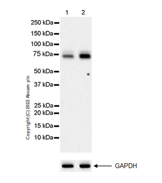 Western blot - Anti-alpha 1 Fetoprotein antibody [EPR26548-19] (AB290637)