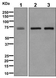 Western blot - Anti-alpha 1 Fetoprotein antibody [EPR9309] (AB169552)
