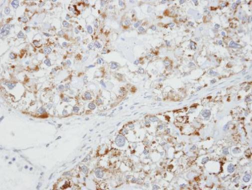Immunohistochemistry (Formalin/PFA-fixed paraffin-embedded sections) - Anti-alpha 1 Glycine Receptor/GLRA1 antibody (AB228541), expandable thumbnail