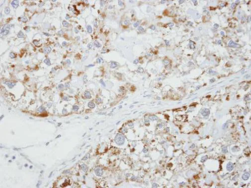 Immunohistochemistry (Formalin/PFA-fixed paraffin-embedded sections) - Anti-alpha 1 Glycine Receptor/GLRA1 antibody (AB228541)