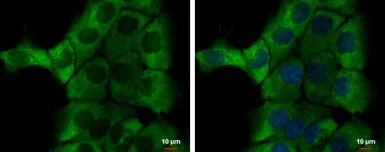 Immunocytochemistry/ Immunofluorescence - Anti-Alpha 1 Microglobulin antibody (AB153806)