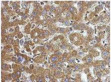 Immunohistochemistry (Formalin/PFA-fixed paraffin-embedded sections) - Anti-Alpha 1 Microglobulin antibody (AB153806), expandable thumbnail
