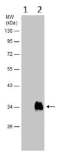 Western blot - Anti-Alpha 1 Microglobulin antibody (AB153806)