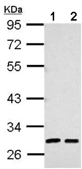 Western blot - Anti-Alpha 1 Microglobulin antibody (AB153806)