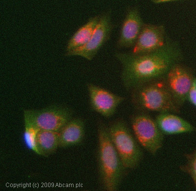 Immunocytochemistry/ Immunofluorescence - Anti-Alpha 1 microglobulin antibody (AB47980)