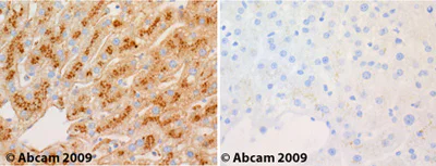 Immunohistochemistry (Formalin/PFA-fixed paraffin-embedded sections) - Anti-Alpha 1 microglobulin antibody (AB47980)