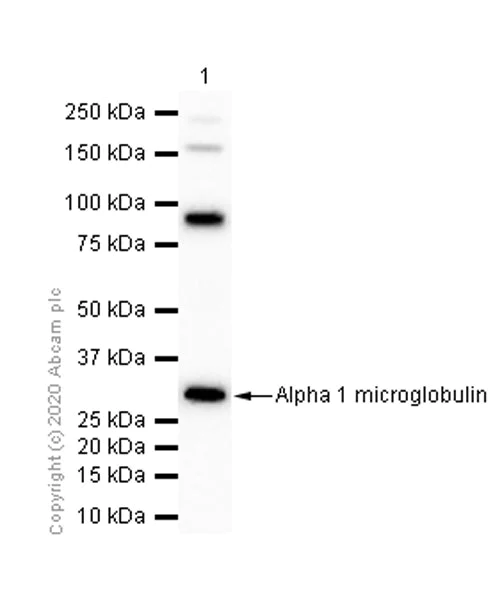 Western blot - Anti-Alpha 1 microglobulin antibody [EPR5880] - BSA and Azide free (AB248270)