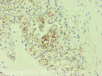 Immunohistochemistry (Formalin/PFA-fixed paraffin-embedded sections) - Anti-alpha 1 Sodium Potassium ATPase antibody [464.6] (AB7671), expandable thumbnail