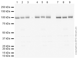 Western blot - Anti-alpha 1 Sodium Potassium ATPase antibody [464.6] (AB7671), expandable thumbnail